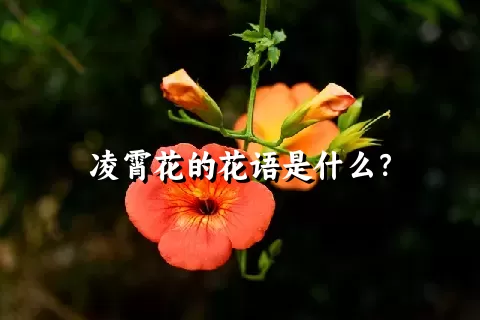 凌霄花的花语是什么？