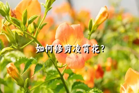 如何修剪凌霄花？