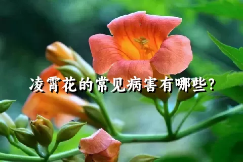 凌霄花的常见病害有哪些？