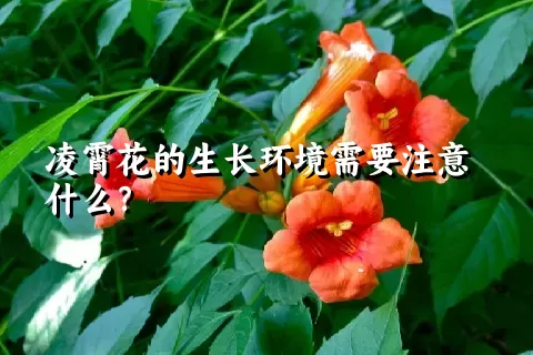 凌霄花的生长环境需要注意什么？