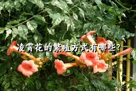 凌霄花的繁殖方式有哪些？