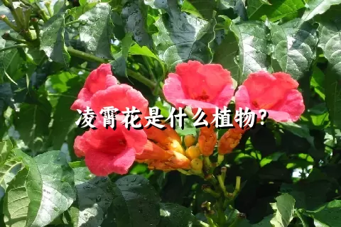 凌霄花是什么植物？