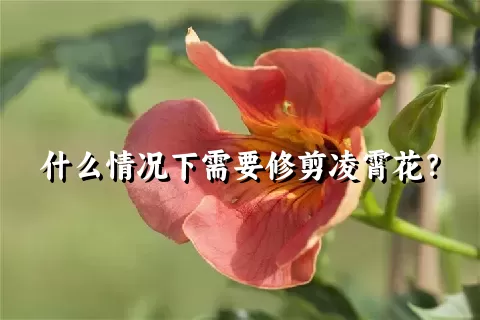 什么情况下需要修剪凌霄花？