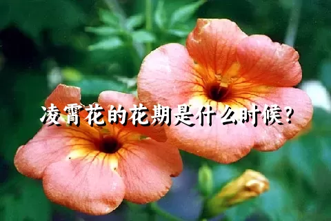 凌霄花的花期是什么时候？