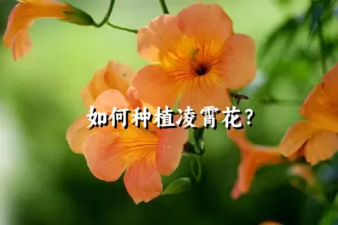 如何种植凌霄花？