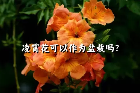 凌霄花可以作为盆栽吗？