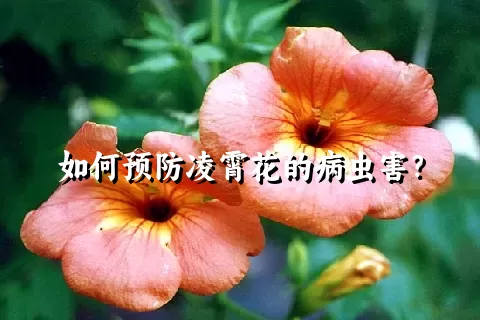 如何预防凌霄花的病虫害？