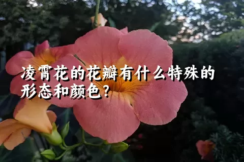 凌霄花的花瓣有什么特殊的形态和颜色？