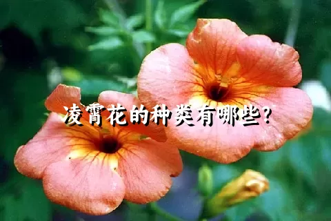 凌霄花的种类有哪些？