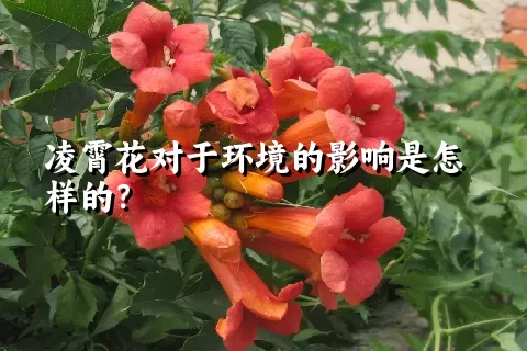 凌霄花对于环境的影响是怎样的？