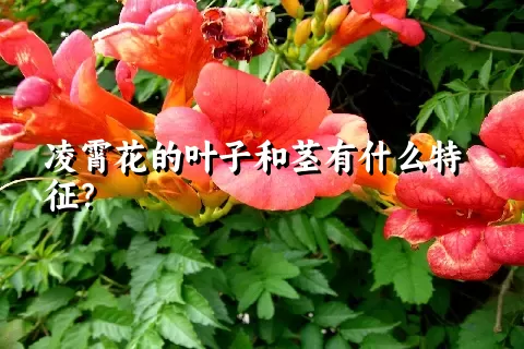 凌霄花的叶子和茎有什么特征？