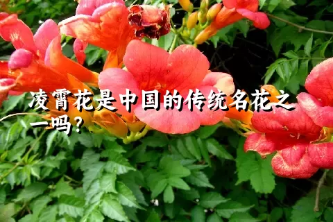 凌霄花是中国的传统名花之一吗？