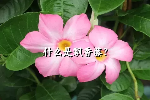 什么是飘香藤？