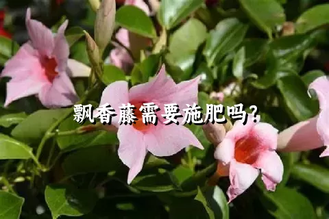 飘香藤需要施肥吗？