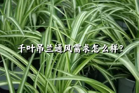 千叶吊兰通风需求怎么样？