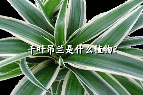 千叶吊兰是什么植物？