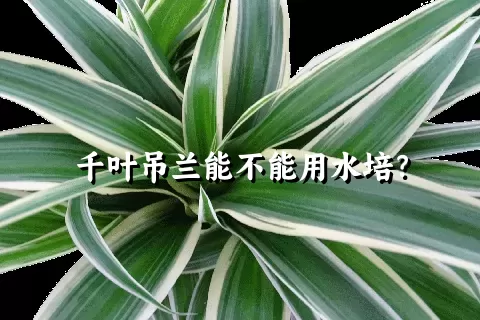 千叶吊兰能不能用水培？