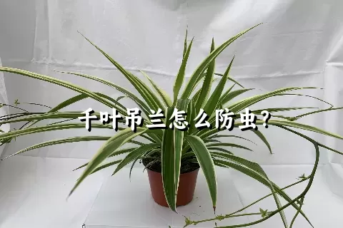 千叶吊兰怎么防虫？