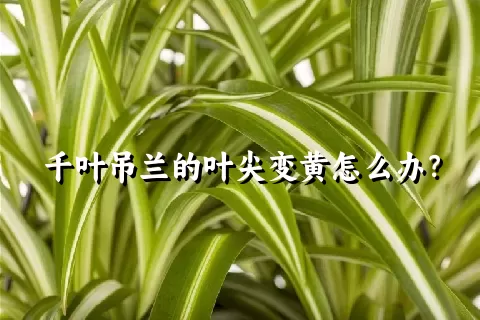 千叶吊兰的叶尖变黄怎么办？