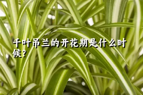 千叶吊兰的开花期是什么时候？