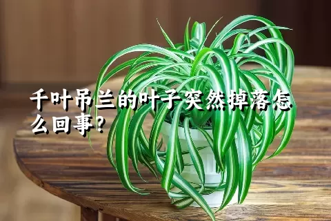 千叶吊兰的叶子突然掉落怎么回事？