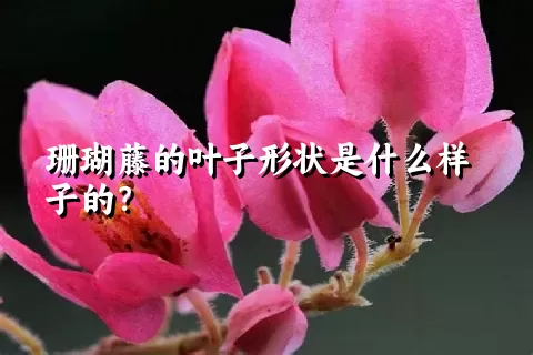 珊瑚藤的叶子形状是什么样子的？