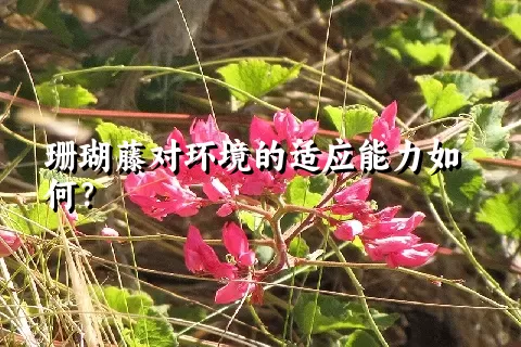 珊瑚藤对环境的适应能力如何？