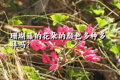 珊瑚藤的花朵的颜色多种多样吗？