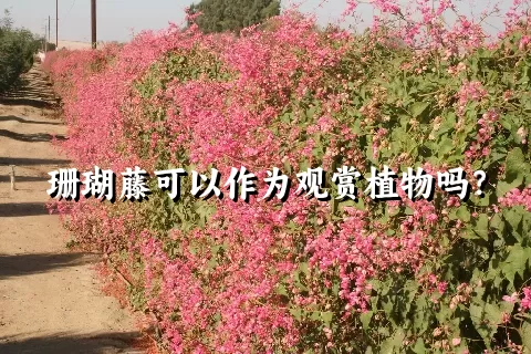 珊瑚藤可以作为观赏植物吗？