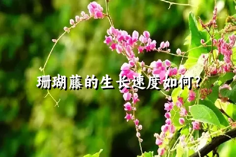 珊瑚藤的生长速度如何？