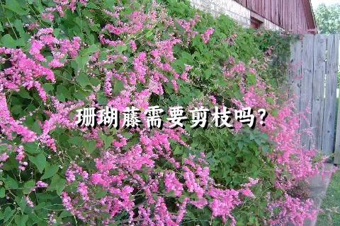 珊瑚藤需要剪枝吗？