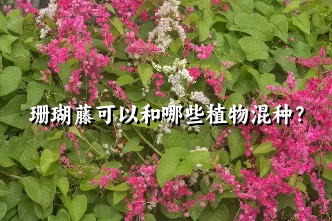 珊瑚藤可以和哪些植物混种？