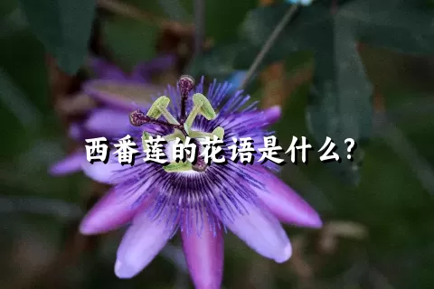 西番莲的花语是什么?