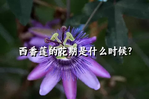 西番莲的花期是什么时候?