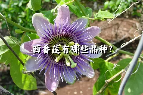 西番莲有哪些品种?