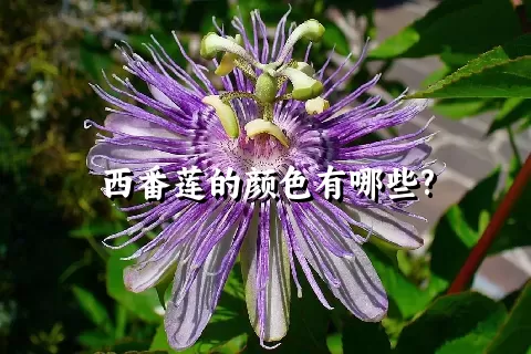 西番莲的颜色有哪些?