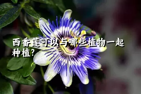 西番莲可以与哪些植物一起种植?