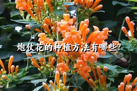 炮仗花的种植方法有哪些?