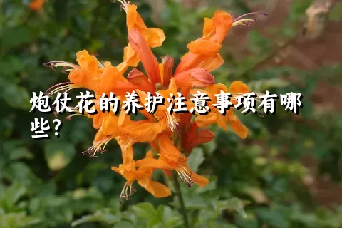 炮仗花的养护注意事项有哪些?