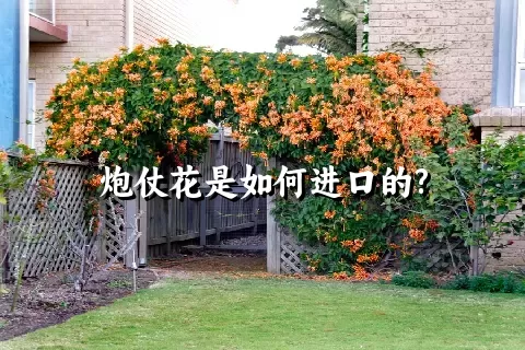 炮仗花是如何进口的?