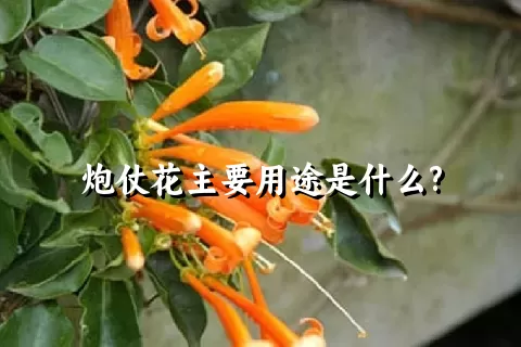 炮仗花主要用途是什么?