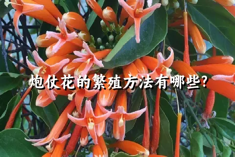 炮仗花的繁殖方法有哪些?