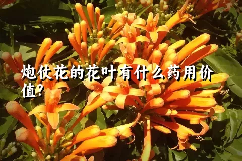 炮仗花的花叶有什么药用价值?