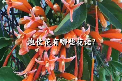 炮仗花有哪些花语?