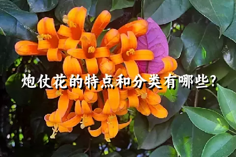 炮仗花的特点和分类有哪些?