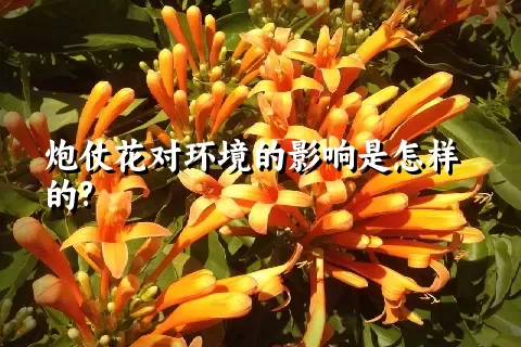 炮仗花对环境的影响是怎样的?