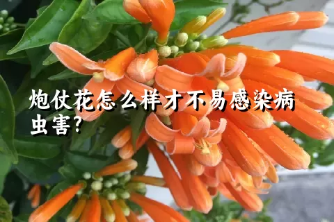 炮仗花怎么样才不易感染病虫害?