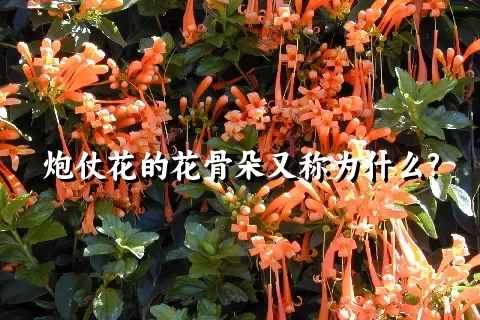 炮仗花的花骨朵又称为什么?