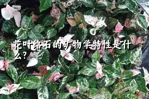 花叶络石的矿物学特性是什么?