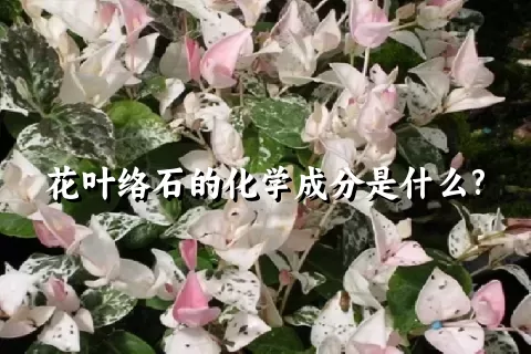 花叶络石的化学成分是什么?